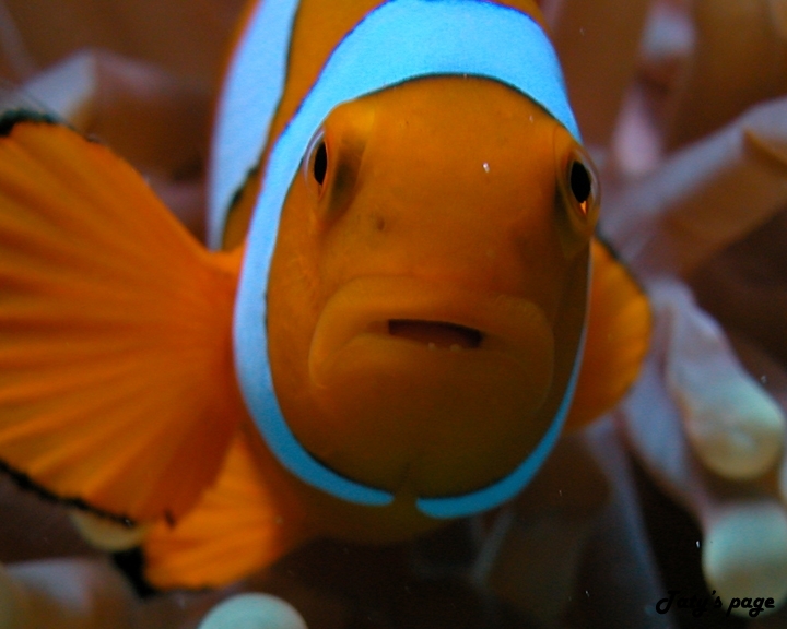 Close-Up Of A Clown Anemonefish