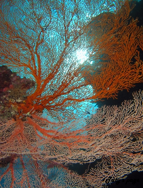 Gorgonian Fan Coral On Reef Edge