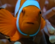 Close-Up Of A Clown Anemonefish