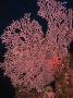 Gorgonian Fan Coral