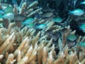 Blue Green Chromis