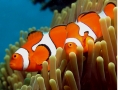 Clown Anemonefish