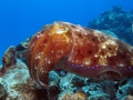 Cuttlefish