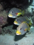 Diagonal Banded Sweetlips