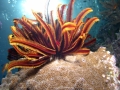 Feather Star