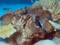 Giant Clam