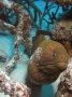 Giant Moray Eel