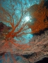 Gorgonian Fan Coral On Reef Edge