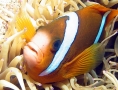 Great Barrier Reef Anemonefish