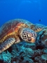 Green Turtle Feeding