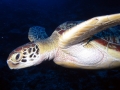 Green Turtle Swimming