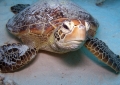 Green Turtle