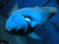 Humpheaded Maori Wrasse (Wally)