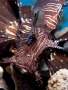 Lion Fish