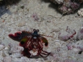 Mantis Shrimp