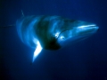 Minke Whale