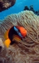 Red And Black Anemonefish