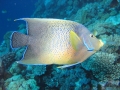 Semicircle Angelfish