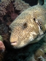 Star-Eyed Pufferfish