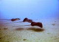 Stingrays