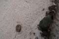 IRAN 2009 241
